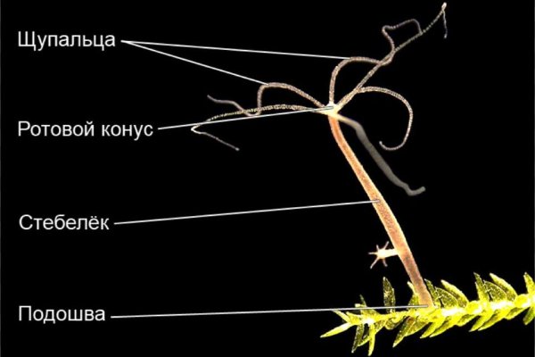 Через какой браузер заходить на кракен